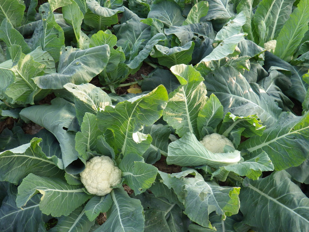 Ever wonder what the entire cauliflower plant look like?  I was surprised too.