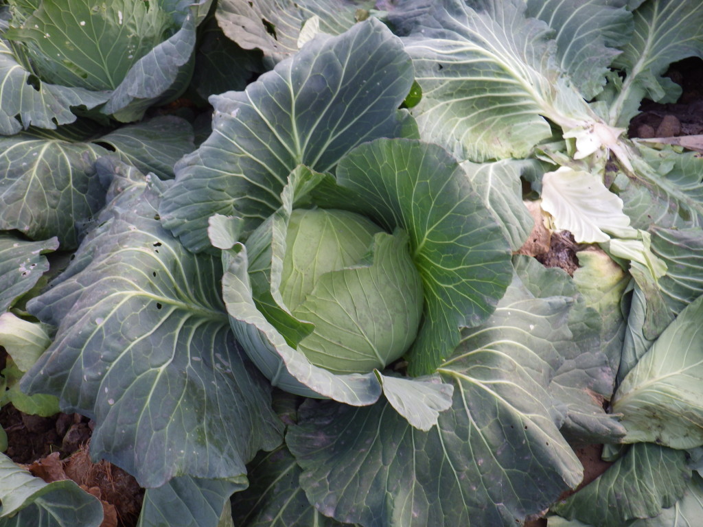Close up look at cabbage