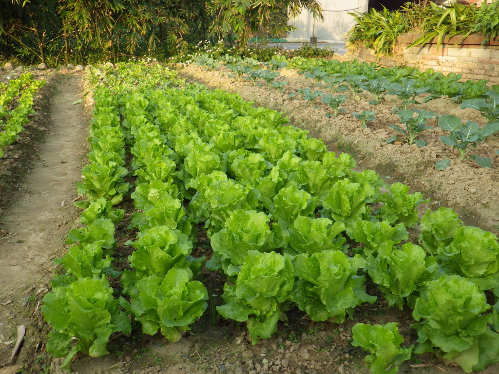 Wish we also have a backyard like this.