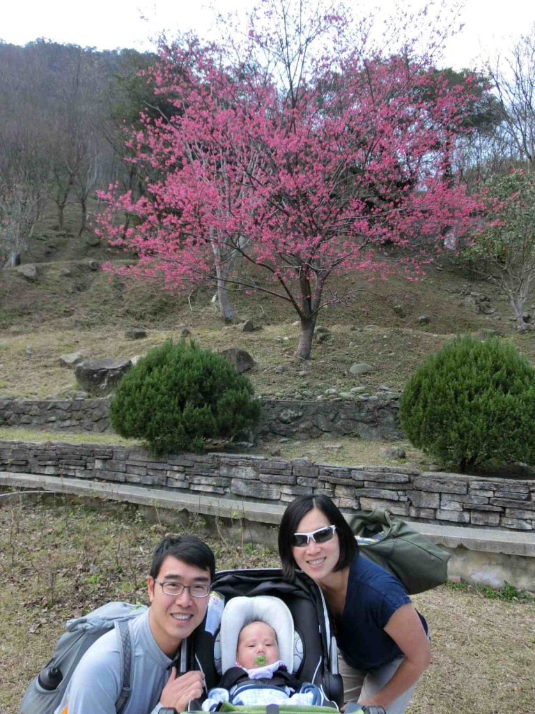 A single tree of sakura flower